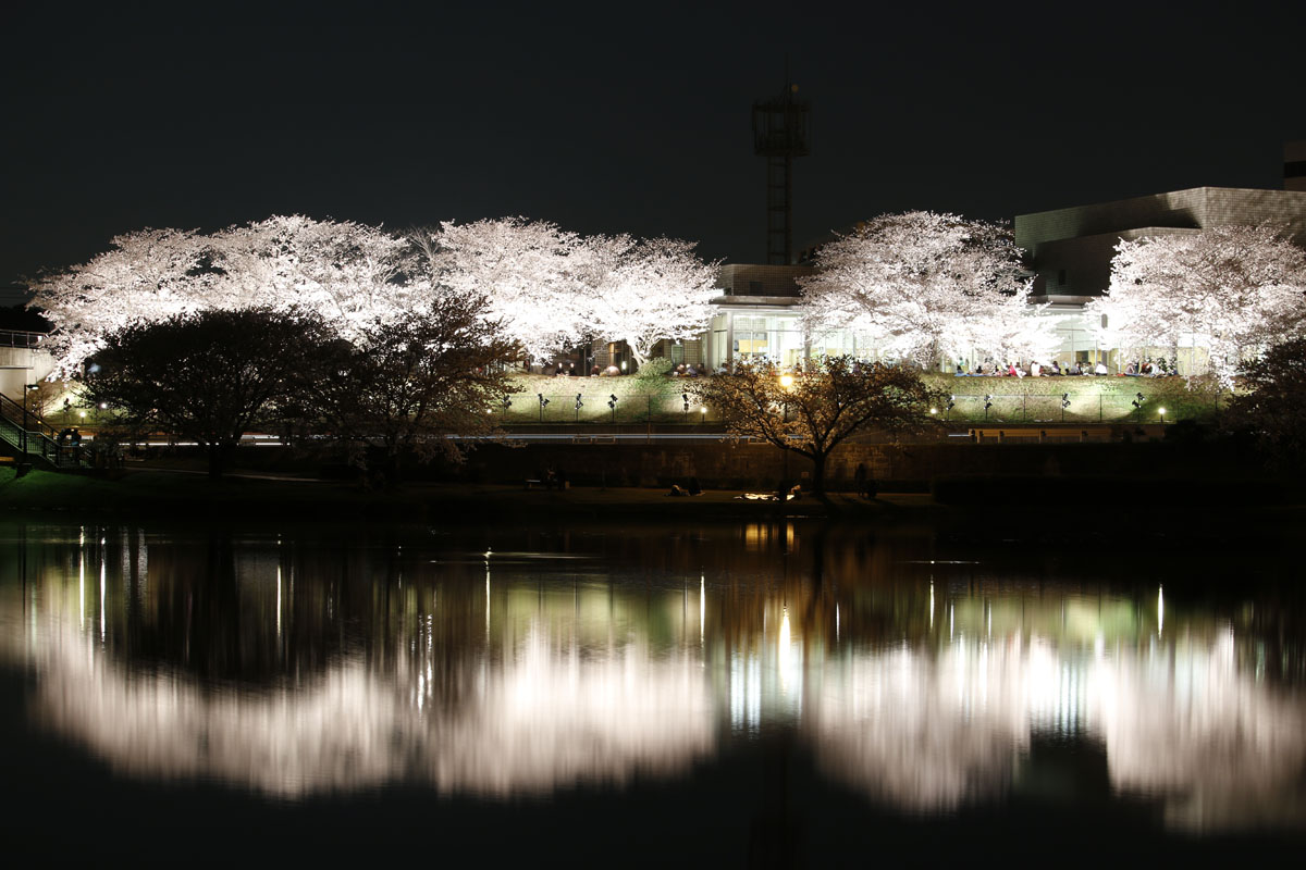 駕与丁公園の夜桜　（粕屋町）