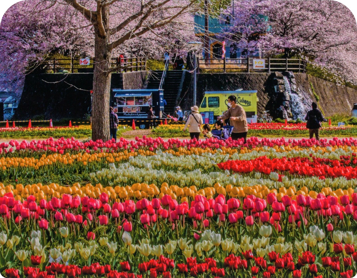 公園とチューリップ