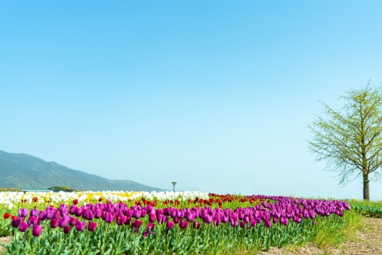 新テーマ「花や緑で彩られたまちの風景」イメージ
